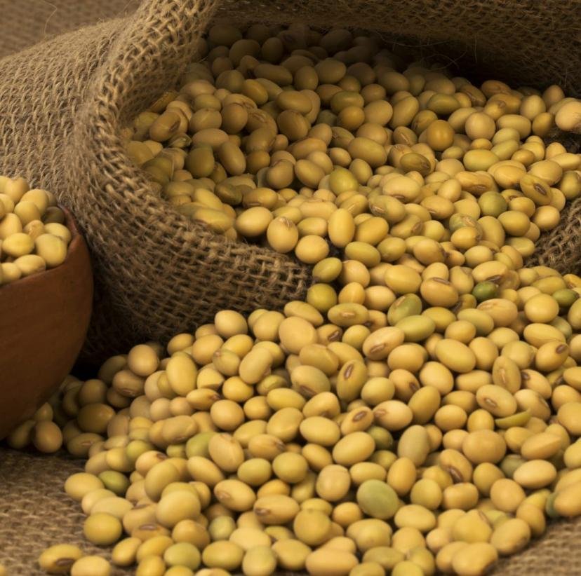 Soybean — premium Sudanese export