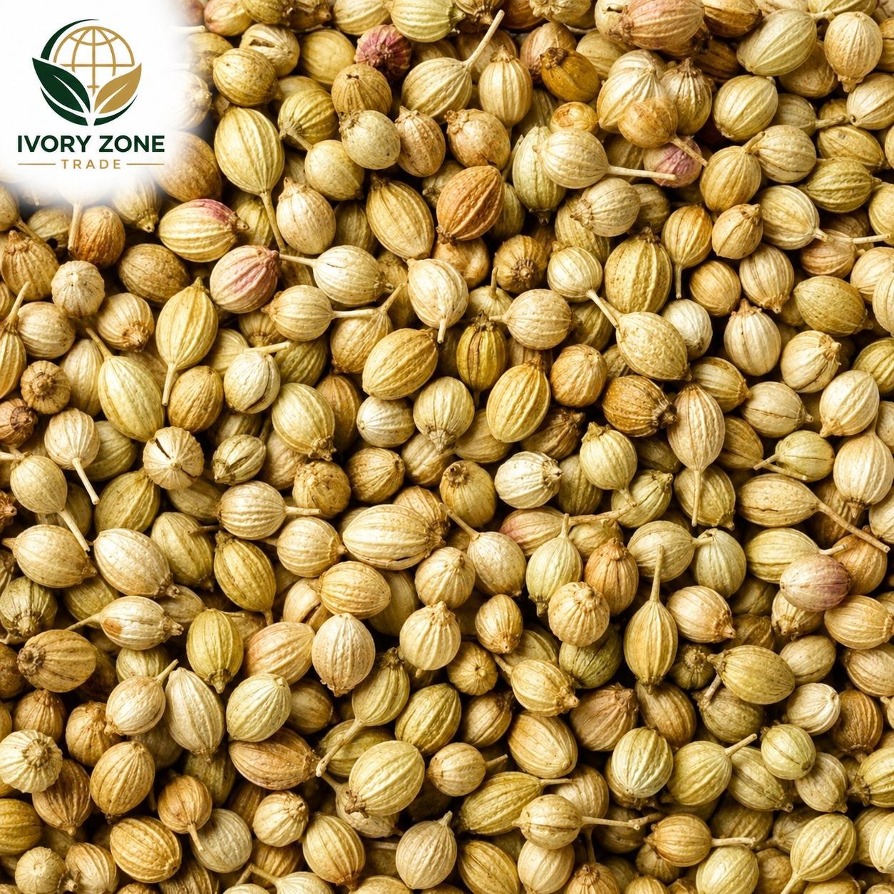 Coriander Seeds — premium Sudanese export