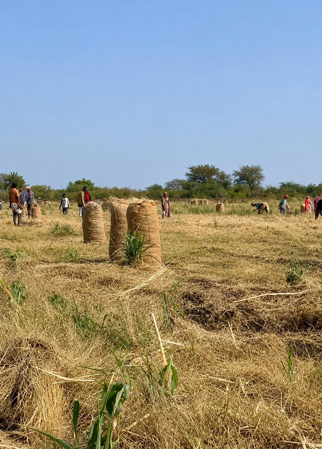 Onions — premium Sudanese export